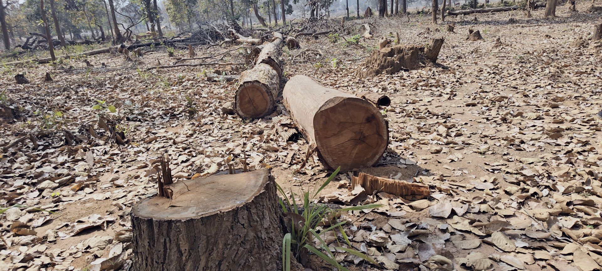 बड़े पैमाने पर कट रहे आम,करंज आदि  फलदार पेड़