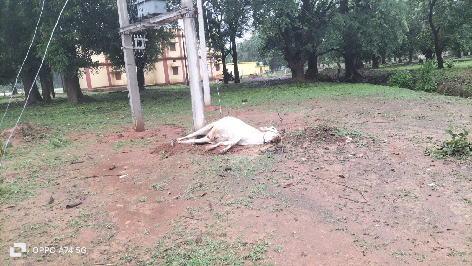 ट्रांसफॉर्मर के पास करंट फैलने से बैल की मौत, बैल मालिक ने मुआवजे की मांग