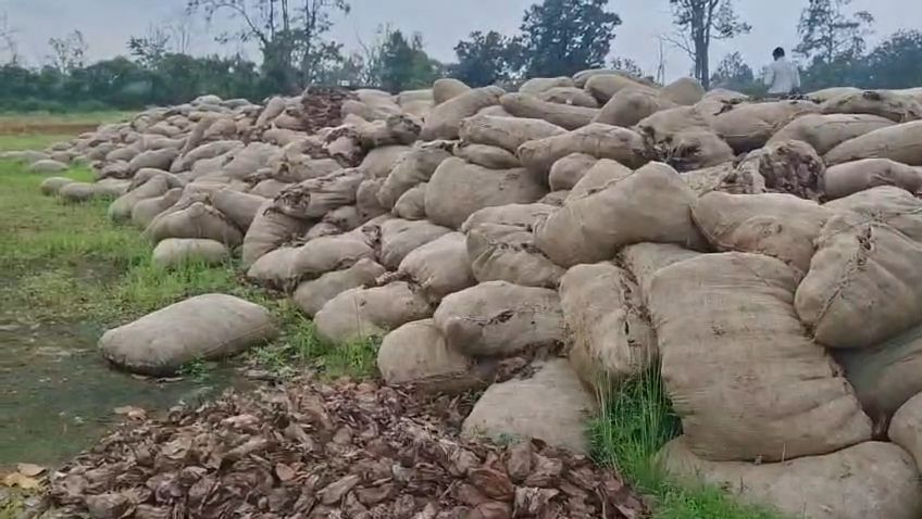 तेंदूपत्ता भंडारण पर उठे सवाल,आखिर क्यों फेंका गया तेंदूपत्ता