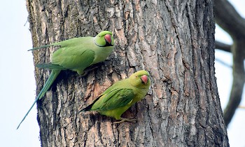 पहाड़ी इलाकों में हुई ताजा बर्फबारी ने समूचे उत्तर भारत में एक बार फिर से ठंड बढ़ा दी है