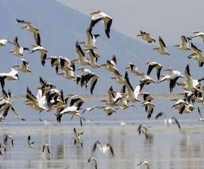 आ अब लौट चले...... मेहमान परिंदे कहने लगे दरियावगंज झील को अलविदा