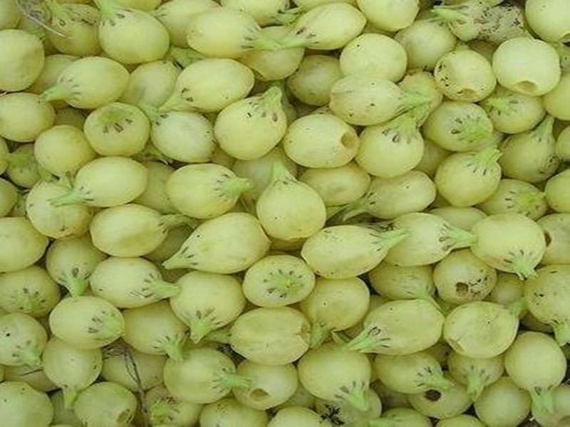 बिहार में शराबबंदी हुई तो छत्तीसगढ़ के महुआ की बढ़ गई मांग