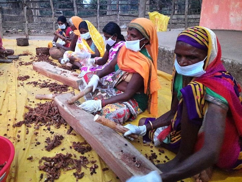 छत्तीसगढ़ में देश के तीन चौथाई से अधिक लघु वनोपजों का संग्रहण