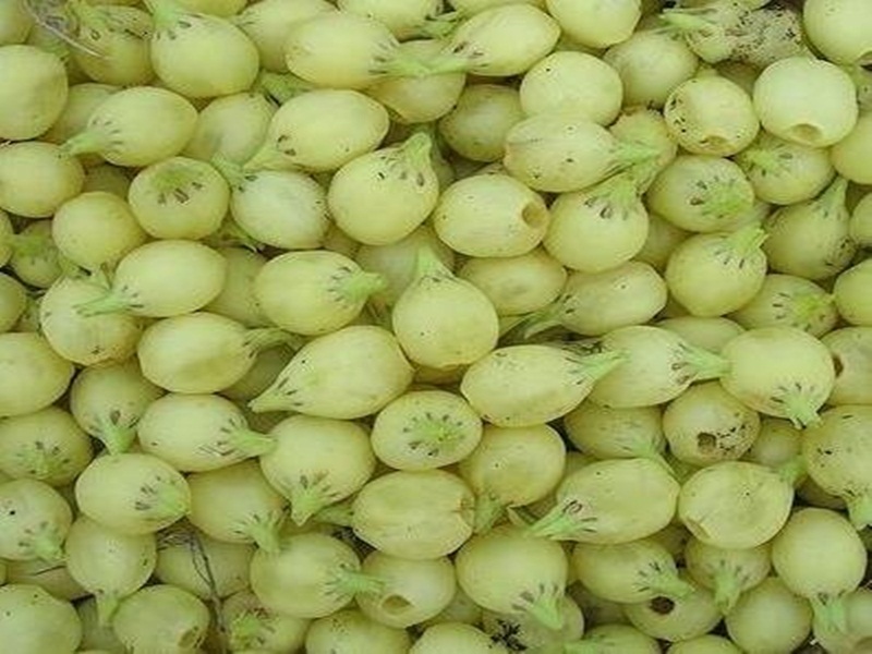 महुआ से शराब नहीं, अब बनेगा लड्डू और चाकलेट