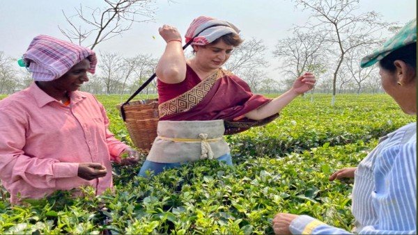 असम के चाय बागान में चाय की पत्तियां तोड़ती नजर आईं प्रियंका