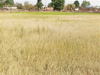 बिजली कटौती और लो वोल्टेज से सूखने लगी धान की फसल