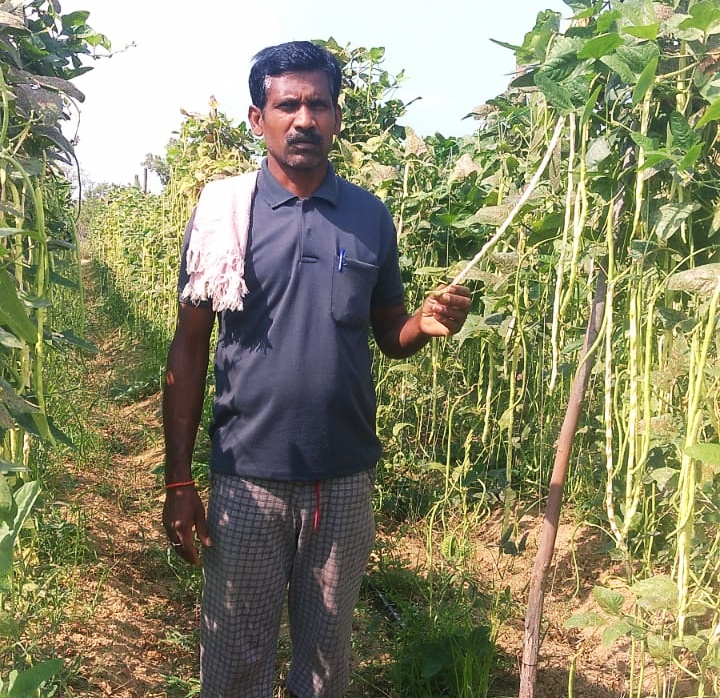 लॉक डाउन में सब्जी उत्पादक किसान हो रहे परेशान, ग्राहक नहीं मिलने से खेत में खराब हो रही सब्जियां