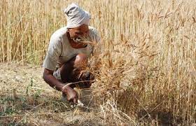 किसानों को गेहूं और चने फसल की कटाई शीघ्र करने की सलाह
