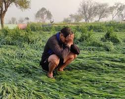 मौसम की मार से किसानों के पास आंसू बहाने के सिवाय कुछ नहीं, कर्ज पटाने की चिंता सता रही है