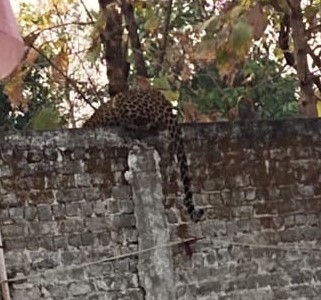 ग्राम दसपुर में पंद्रह दिनों से तेंदुए का आतंक