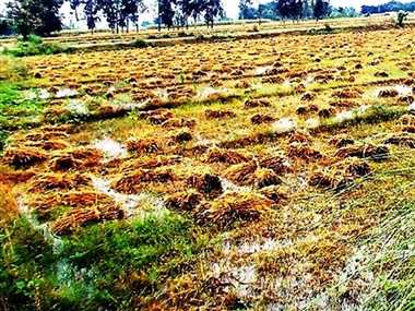 मैनपुर अंचल में बारिश से धान फसल को पहुंचा नुकसान