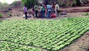बेमौसम की हूई बारिश से तेन्दूपत्ता खरीदी पर हुआ असर...