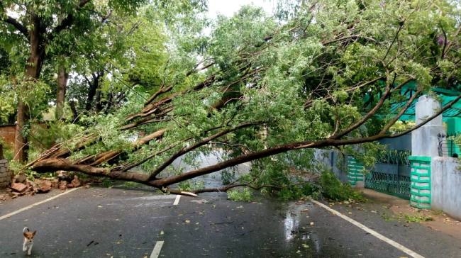 आंधी-तूफान बारिश से गिरे पेड़ ग्रामीणों के मकानों को हुई क्षति