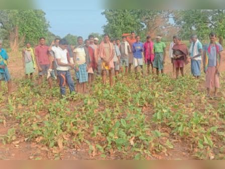 कोरोना और बेमौसम बारिश से तेंदुपत्ता संग्रहण हुआ प्रभावित
