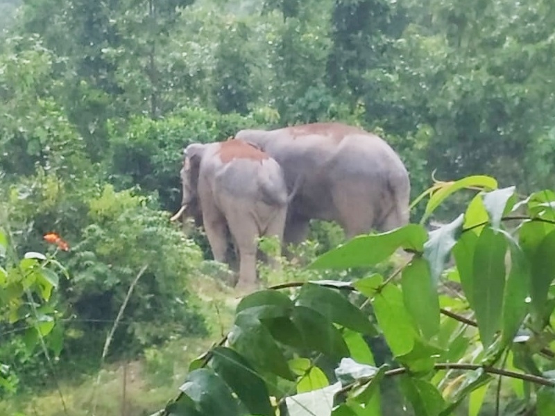 बिना अनुमति के अफसर चला रहे रेस्क्यू सेंटर, केंद्रीय चिड़ियाघर प्राधिकरण की टीम ने किया पर्दाफाश
