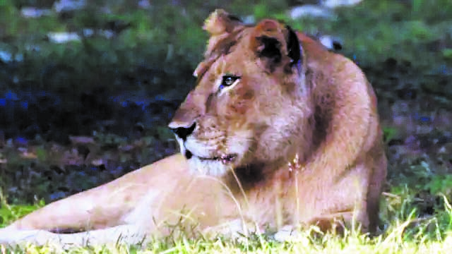 इटावा सफारी में संक्रमित शेरनी की हालत गंभीर, खाना-पानी छोड़ा, कर्मचारी से पहुंचा कोरोना का संक्रमण