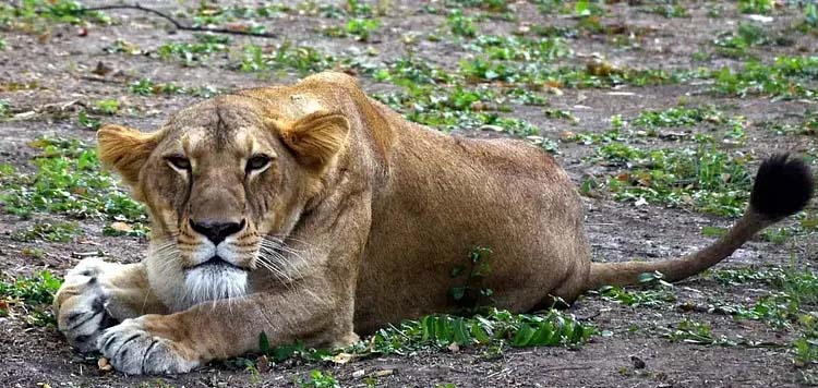अब जानवरों में भी फैलने लगा है कोरोना वायरस, दो शेरनी पायी गयीं संक्रमित