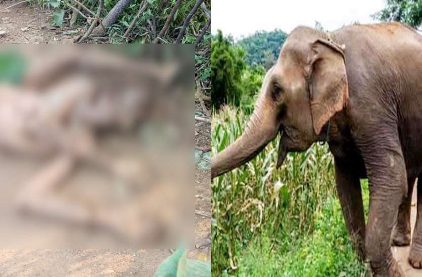 खेत में काम कर रहे किसान को हाथी ने रौंदकर मार डाला,बेटे ने पेड़ पर चढ़ बचाई अपनी जान