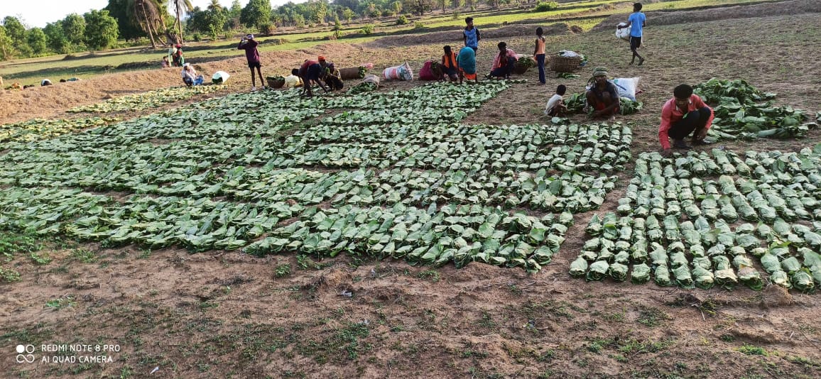 छत्तीसगढ़ सरकार ने पूरा किया वादा : वनवासियों के हित में वायदे के मुताबिक 50 से बढ़कर 52 लघु वनोपजों की न्यूनतम समर्थन मूल्य पर खरीदी