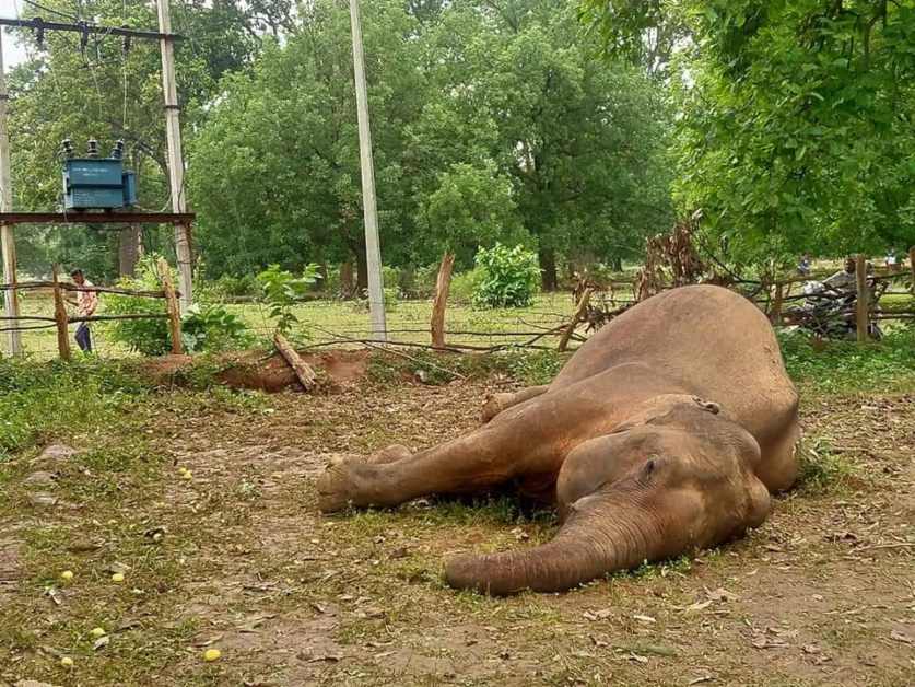 छत्तीसगढ़ में 10 साल में 135 हाथियों की मौत: आज फिर एक हाथी का मिला शव, करंट की चपेट में आने की संभावना