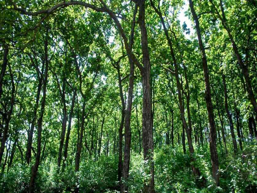 वन विभाग ने कराया निरीक्षण: अवैध कटाई की बात निकली झूठी, SDO ने DFO को सौंपी जांच रिपोर्ट
