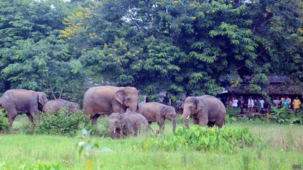 गजराज का कहर: छत्तीसगढ़ के इस इलाके में 35-40 हाथियों की एंट्री, तोड़फोड़ और उत्पात से सहमा एरिया, पेड़ों पर चढ़कर रात बिता रहे ग्रामीण