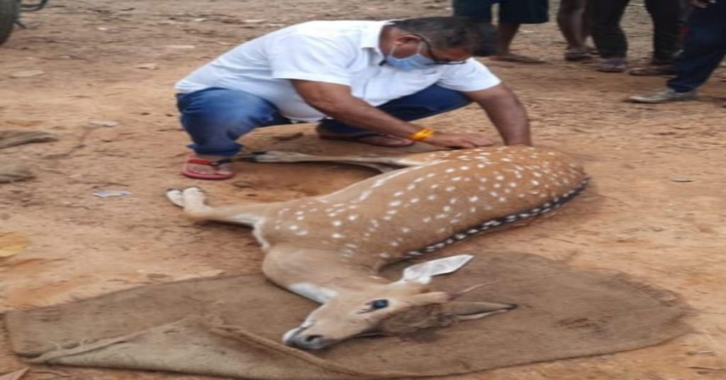 आवारा कुत्तों का बढ़ा आतंक: छत्तीसगढ़ के इस इलाके में चीतल को आवारा कुत्तों ने मार डाला, यहां किया गया अंतिम संस्कार