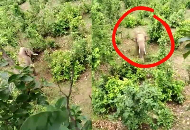 यह मस्ती कहीं भारी न पड़ जाए, पेड़ पर चढ़कर हाथी को उकसाया