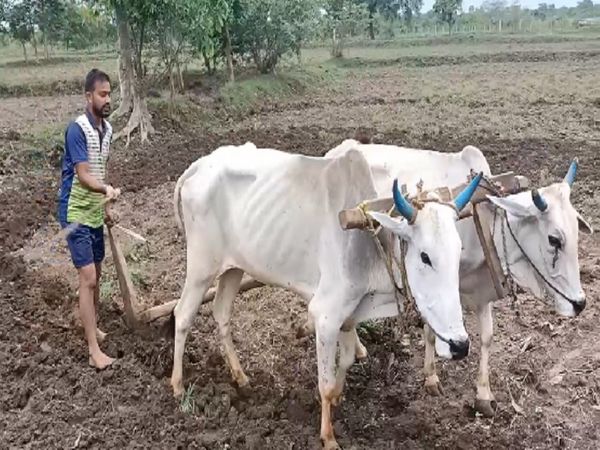 100 रुपए रोजी के लिए दूसरे के खेतों में मजदूरी कर रहे शिक्षक, सरकारी नौकरी के लिए हो चुका है सिलेक्शन मगर नहीं मिल रही नियुक्ति