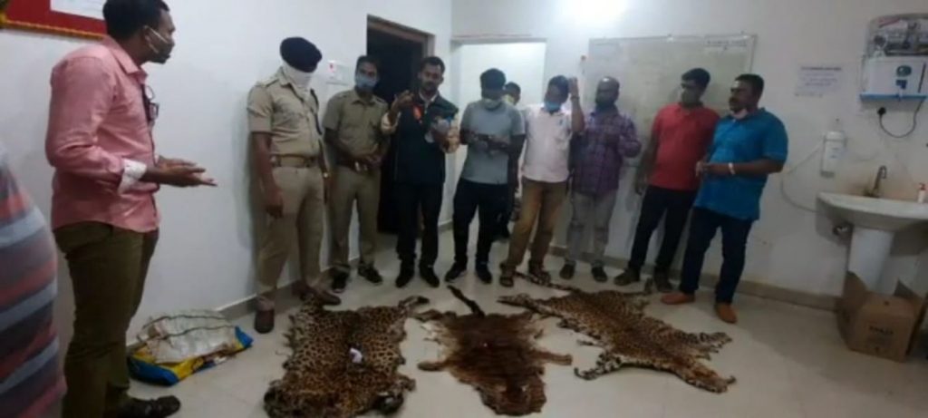 खाल तस्करों का फूटा भांडा: छत्तीसगढ़ के इस इलाके से 4 तेंदुए और 1 शेर की खाल जब्त, WCCB ने 6 तस्करों पर कसा शिकंजा