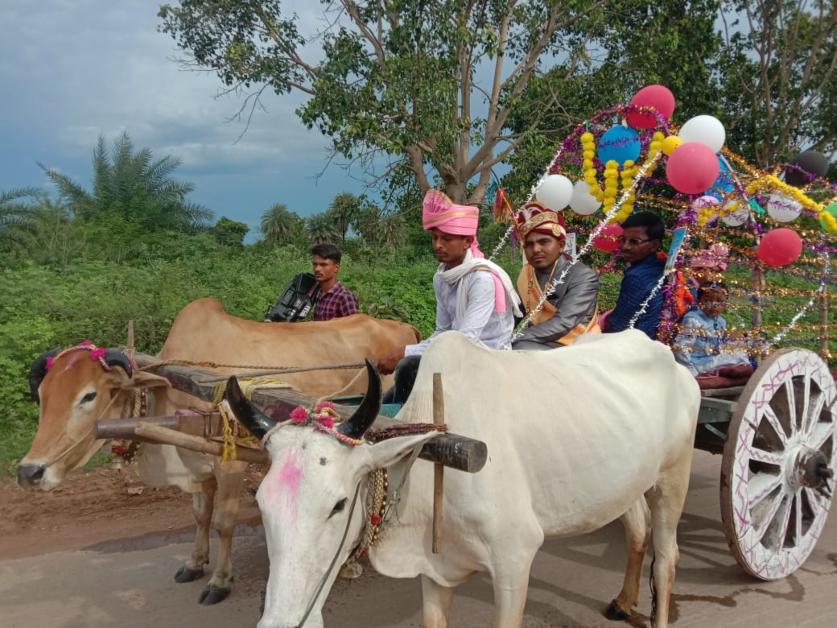 अनोखी शादी : बिना तामझाम छत्तीसगढ़िया स्टाइल में बैलगाड़ी पर दूल्हे ने निकाली बारात, कहा- पुरानी परंपरा को जीवित रखने की पहल