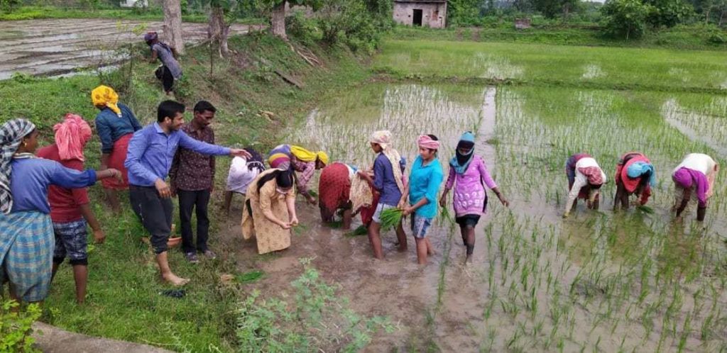 छत्तीसगढ़: जब खुद को खेत में रोपा लगाने से नहीं रोक पाई ज्वॉइंट कलेक्टर