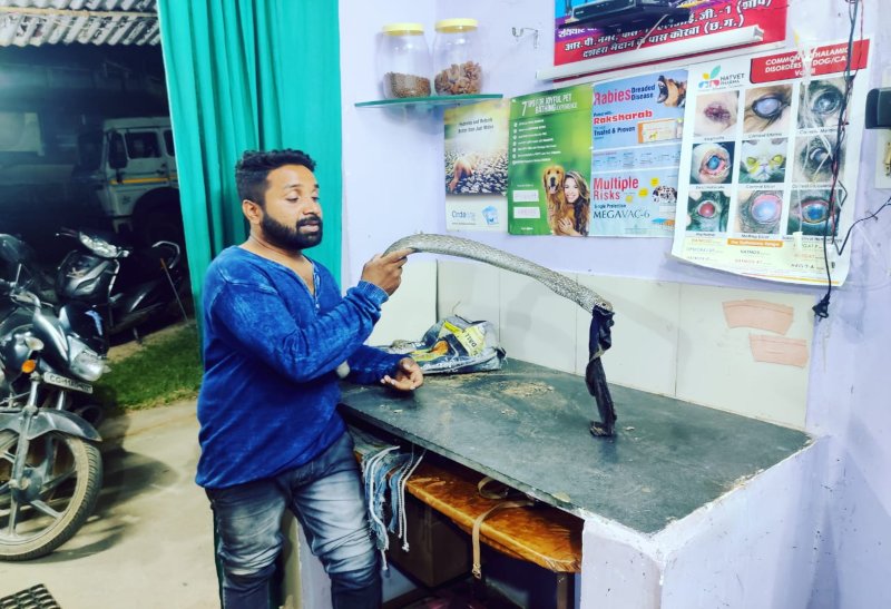 कोरबा : सांप ने निगल लिया बच्चे का कपड़ा, घंटों मशक्कत के बाद ऐसे बचाई जान...