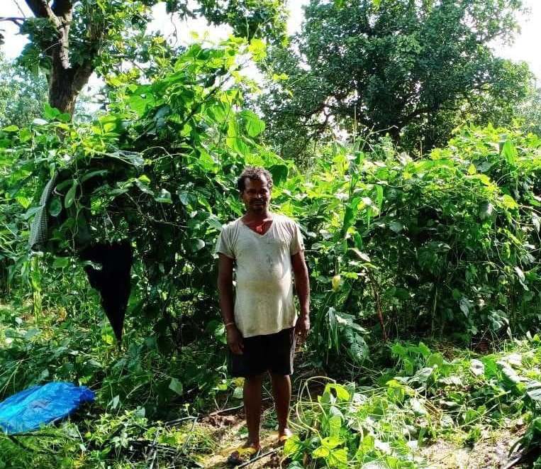 वन अधिकार पत्र मिलने से जमीन का मालिक बना रामू धान की फसल के साथ सब्जी की फसल लेकर बढ़ा रहा आमदनी