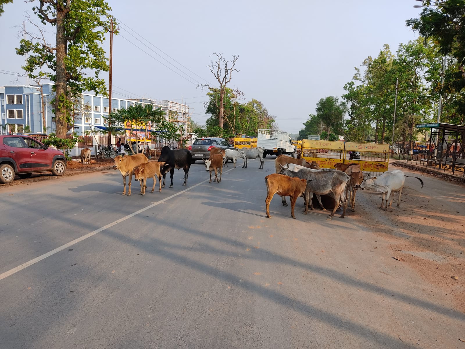 सड़क बना आवारा मवेशियों का गोठान, मवेशी दे रहे हादसे का आमंत्रण