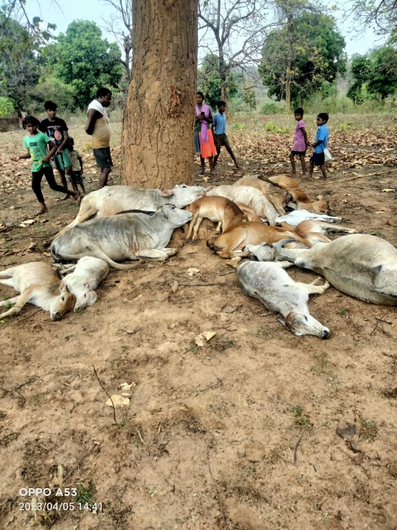 आकाशीय बिजली गिरने से  15 मवेशी की मौत