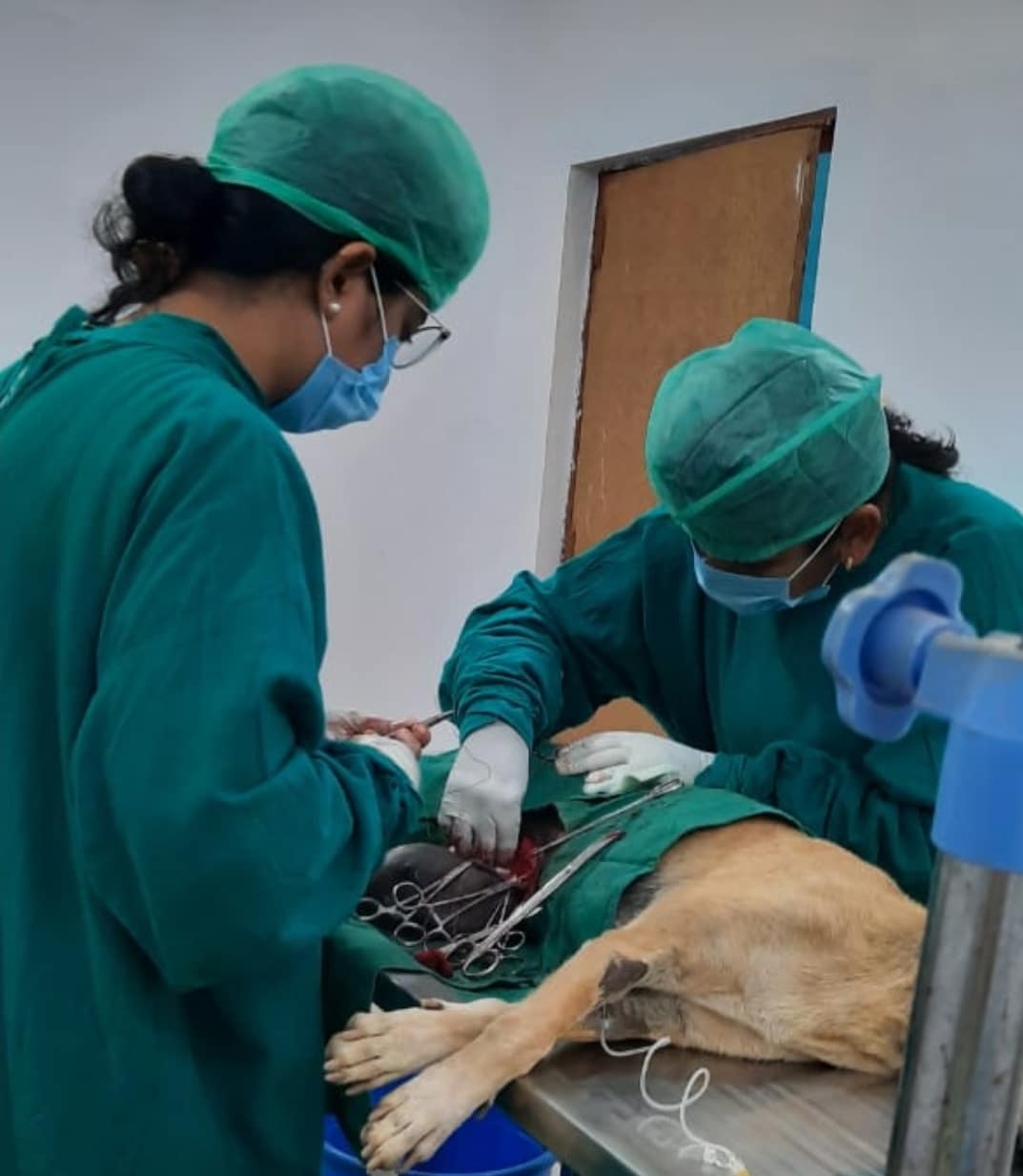 जिला में पहली बार आवारा श्वान में स्तन कैंसर की सर्जरी कर निकाला गया 1 किलो का ट्यूमर