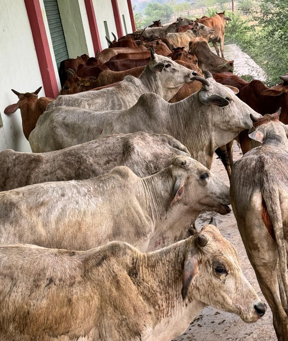 ट्रक में भर कर ले जा रहे अंतराज्यीय तीन गौ तस्कर को पुलिस ने किया गिरफ्तार...