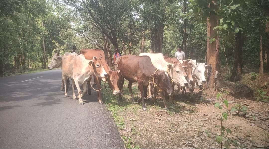 ग्रामीणों के अनुसार गोवंशीय पशुओं का मर्दापाल क्षेत्र में चल रहा खुलेआम तस्करी …