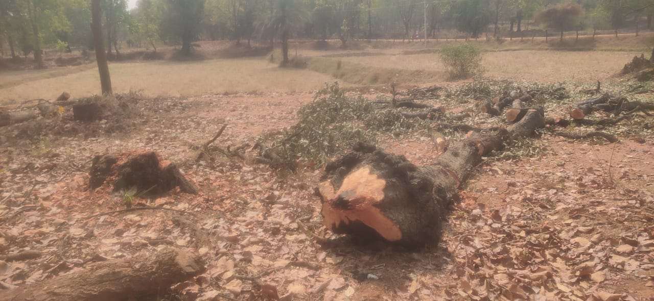 ईंट भट्टो में झोंक रहे कच्ची लकड़ियां वन अमला अनजान...