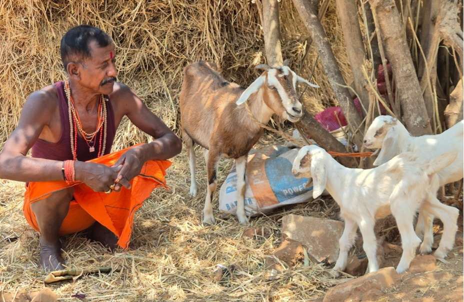 आर्थिक सशक्तिकरण की नई राह : अफ्रीकन बोयर नस्ल से बकरी पालन में नवाचार...