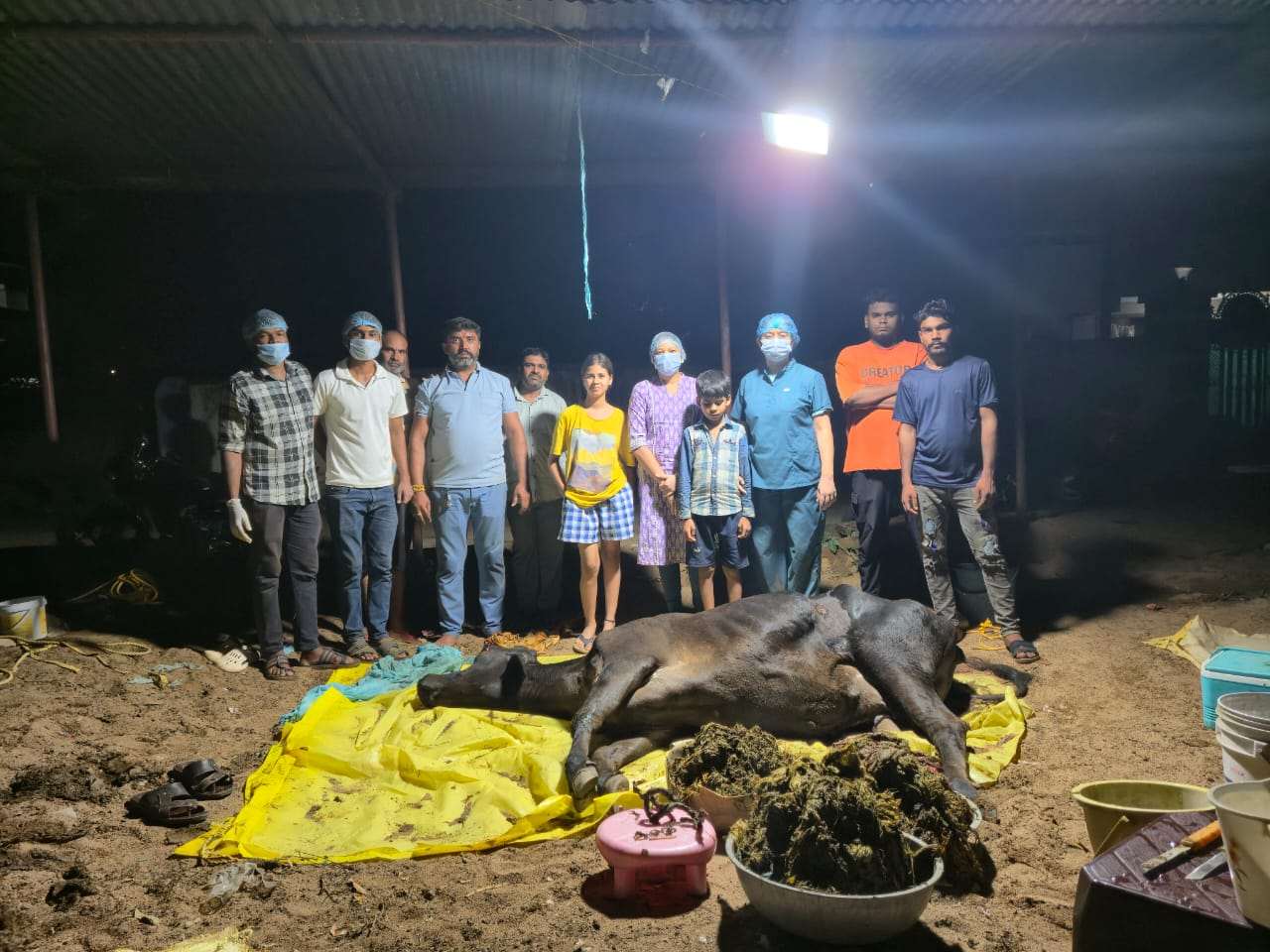 गाय के पेट से निकली 80 किलो पॉलीथीन, कोण्डागांव में जटिल सर्जरी से बचाई जान