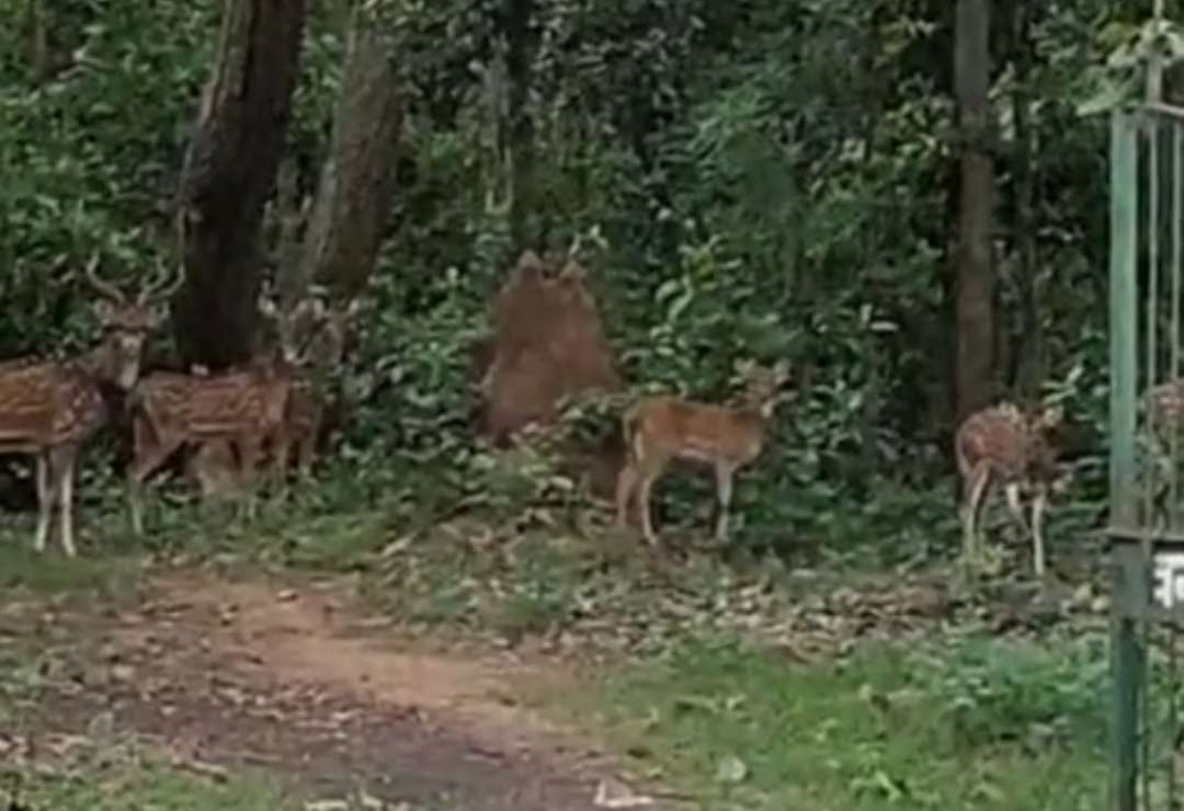 केशकाल में दिखें हिरणों का झुंड, लोगों ने बनाया वीडियो..
