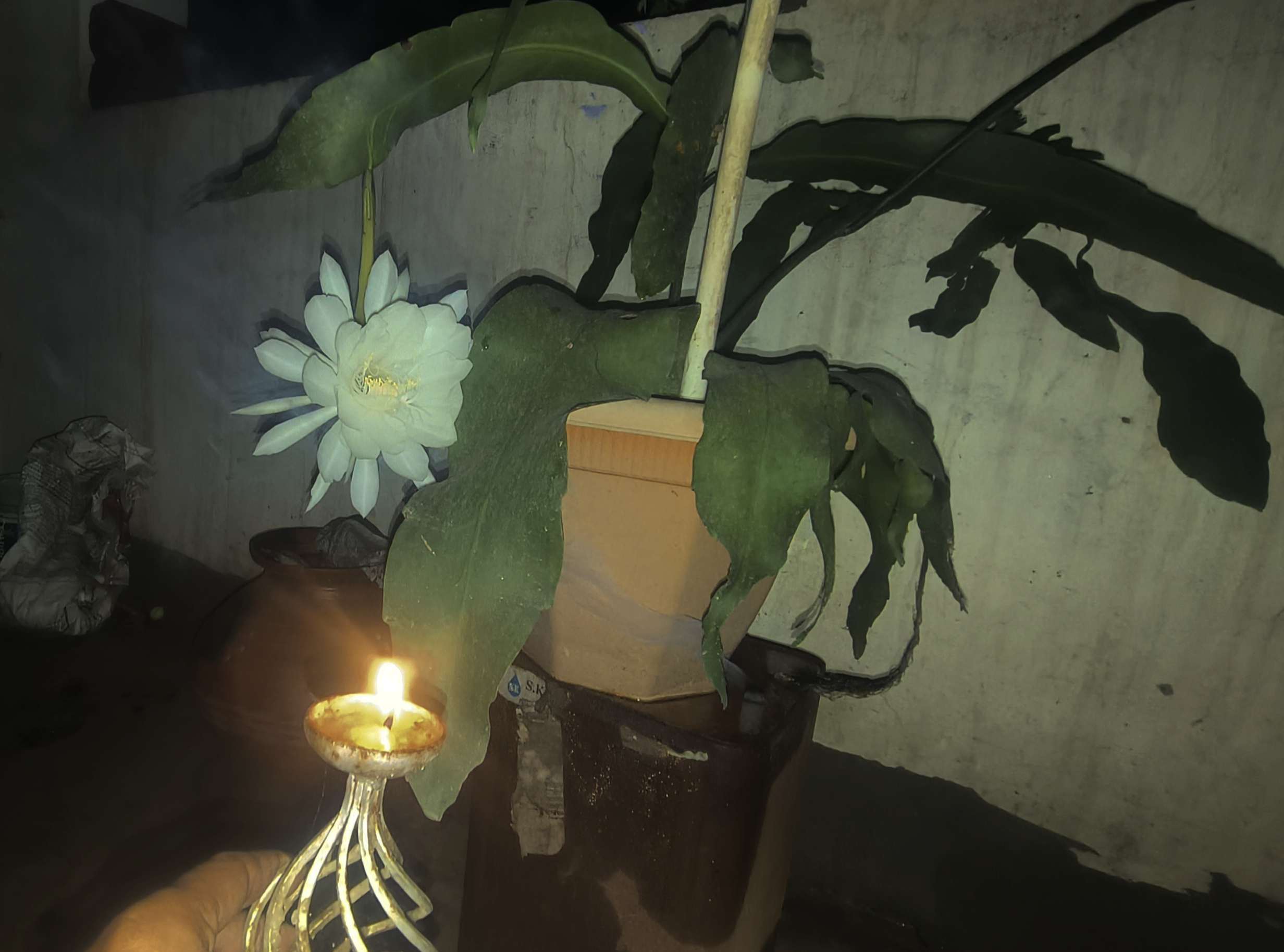 विकास नगर में राजेन्द्र शर्मा के घर खिला दुर्लभ ब्रह्मकमल, परिवार ने की पूजा-अर्चना....