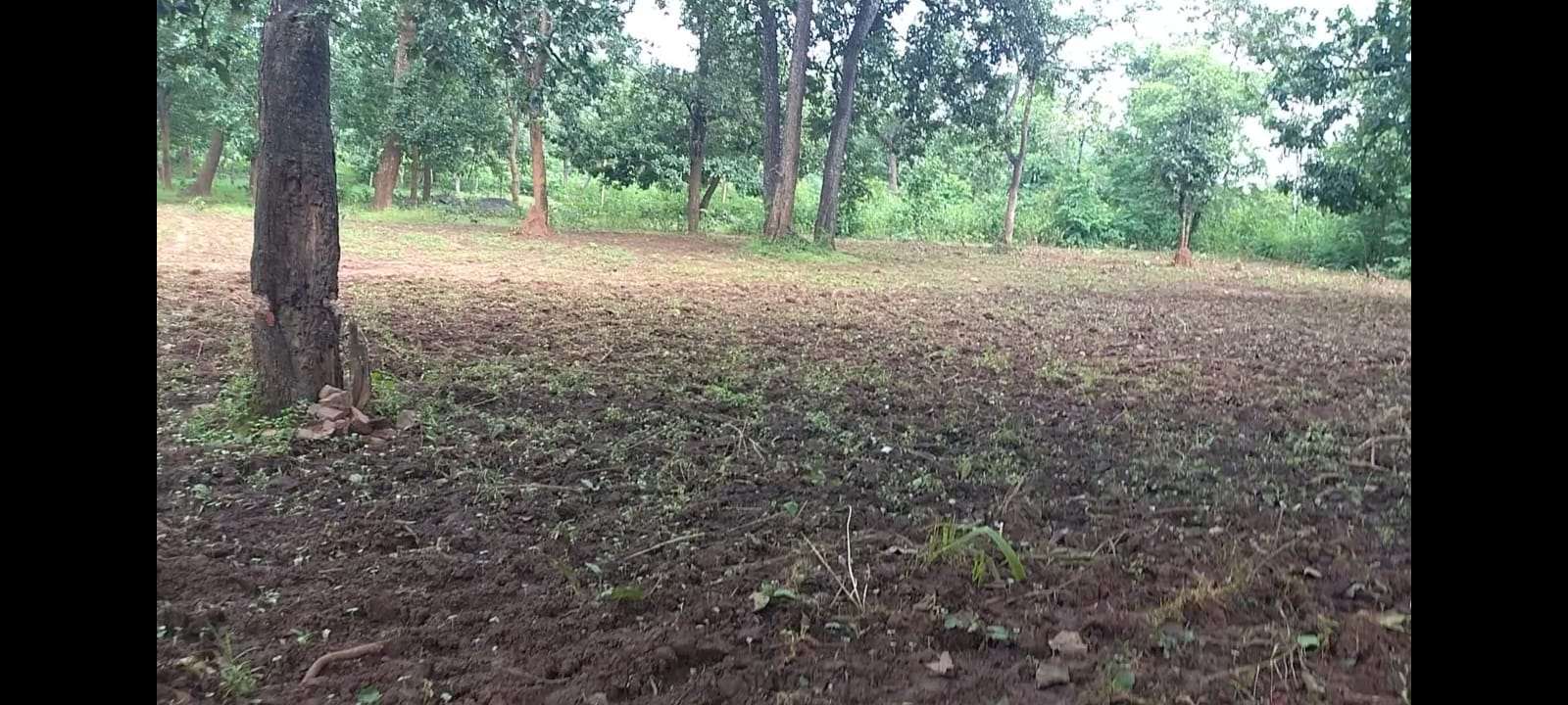 मुनगापदर से लगे वन भूमि पर अवैध कब्जा, विभाग की चुप्पी पर उठ रहे सवाल..