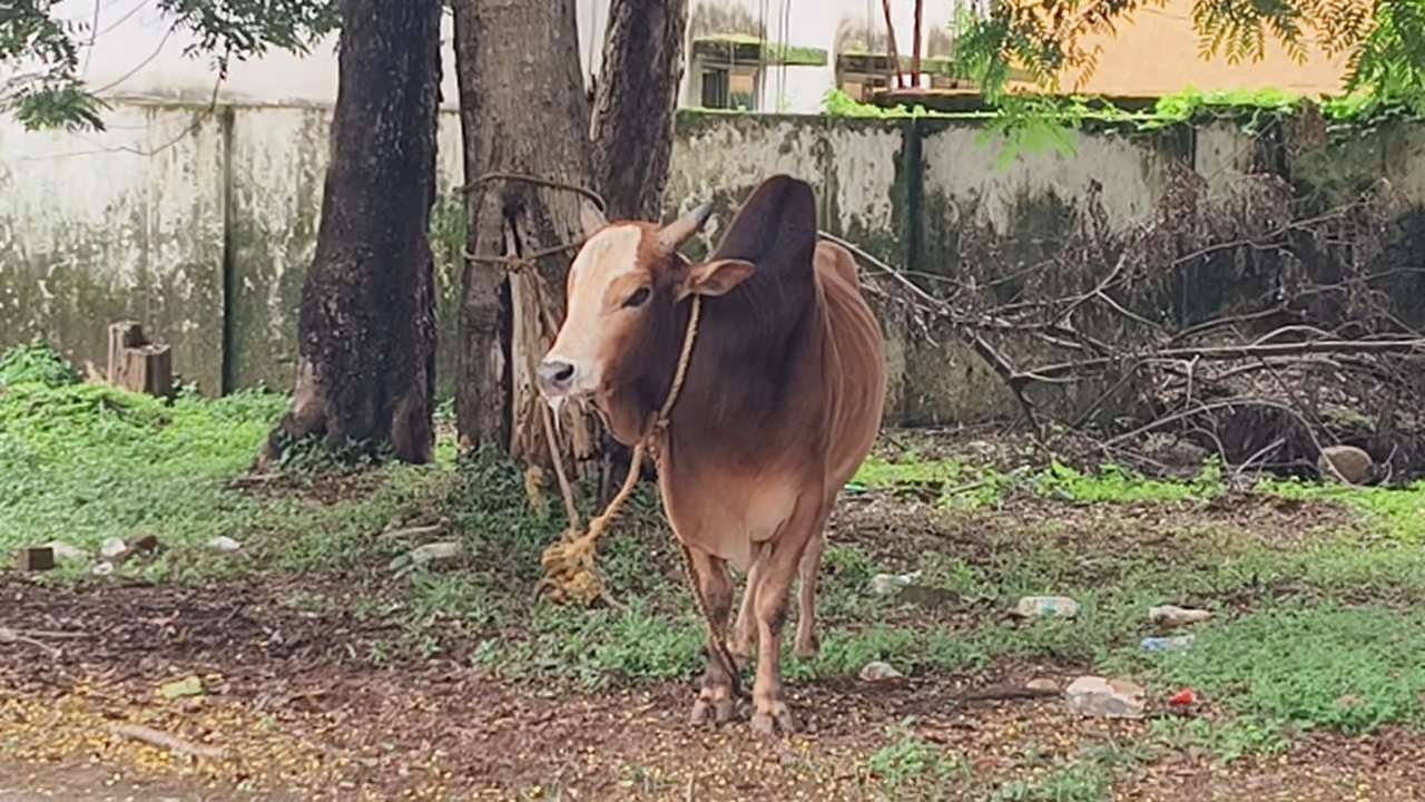 रेबीज संक्रमित बैल बंधा PWD कार्यालय में, इलाज असंभव...