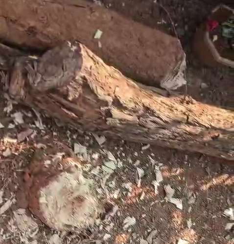 ग्रामीणों ने स्वास्थ्य कर्मचारी पर अवैध पेड़ कटाई का लगाया आरोप...