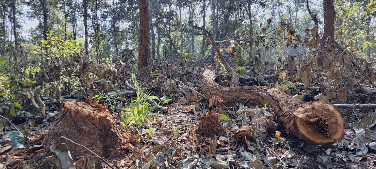 साल वनों की अवैध कटाई पर सवालों के घेरे में वन  परिक्षेत्र अधिकारी,  लापरवाही या विभागीय संरक्षण?