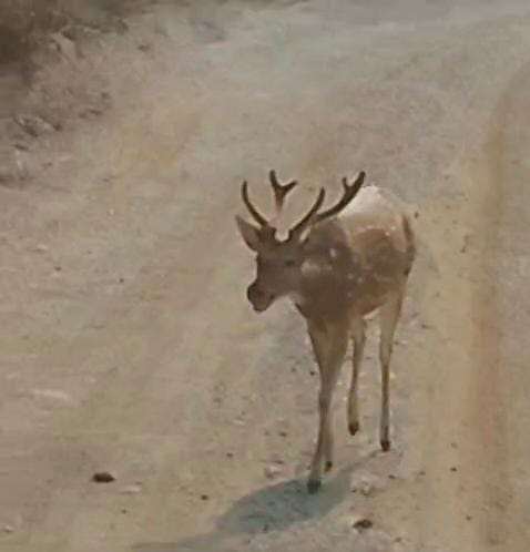 कोण्डागांव के पास नजर आया युवा चीतल, सुरक्षा के लिए वन विभाग सक्रिय