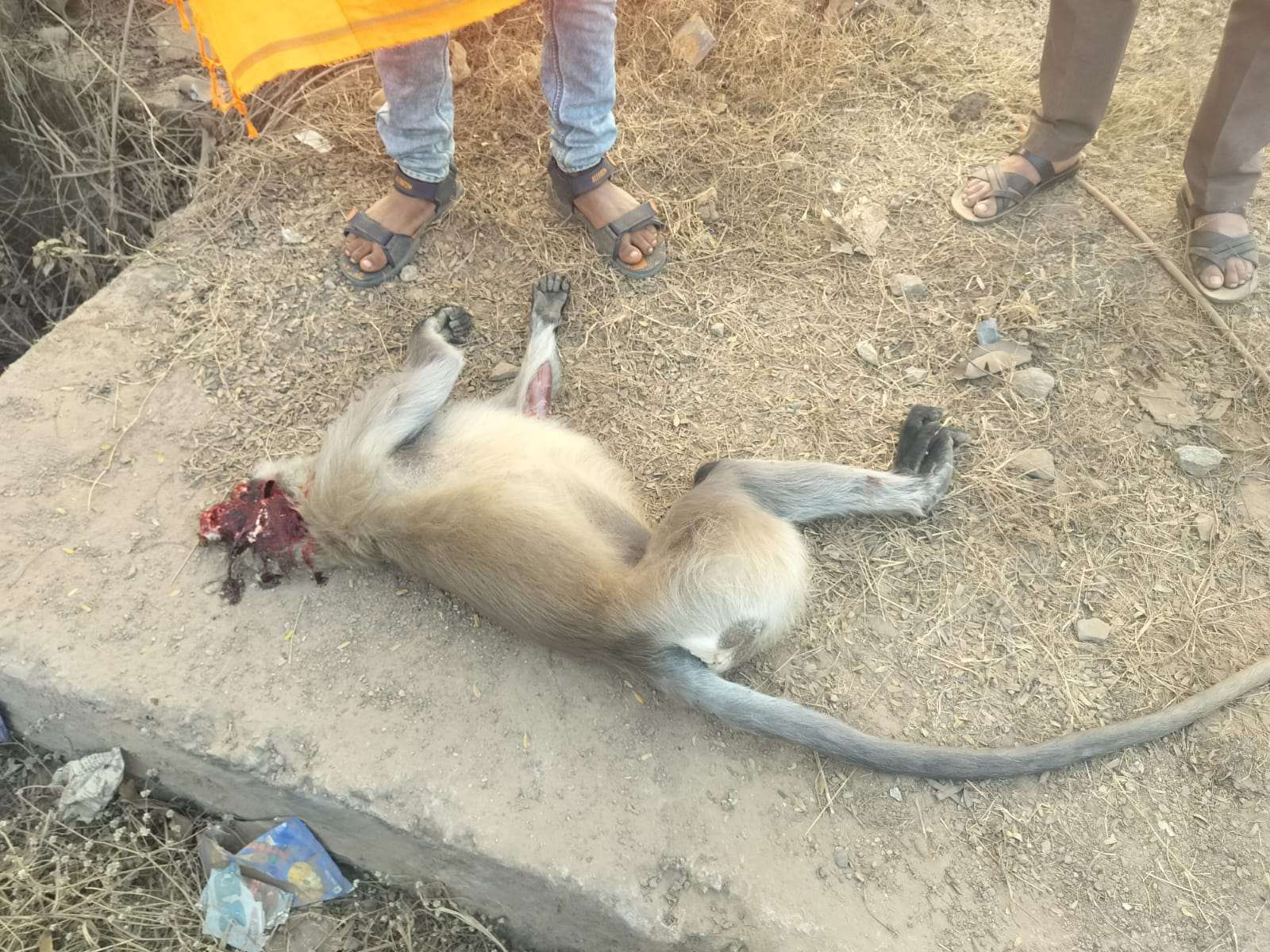 अज्ञात वाहन की टक्कर से बंदर की मौत, कार्रवाई की मांग